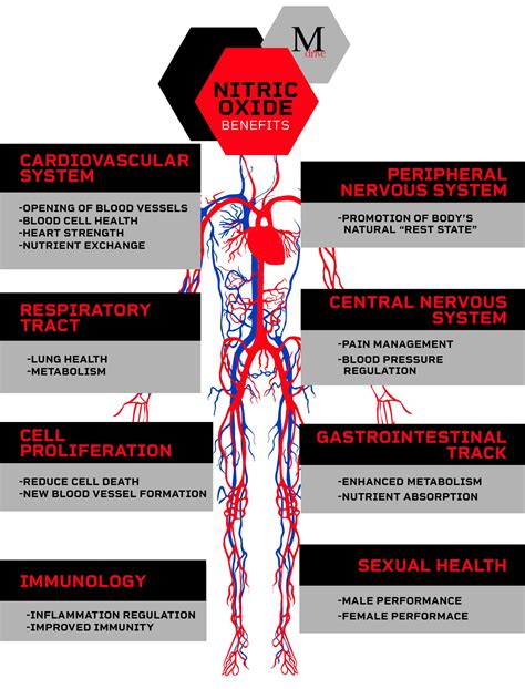 5 Nitric Oxide Benefits For Your Sex Life And Muscle Growth Mdrive