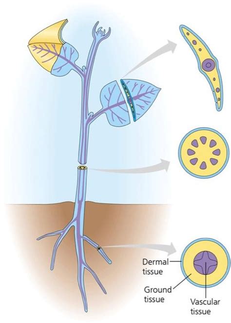 Solved I need help labeling 10 parts of the tissue syyem in | Chegg.com