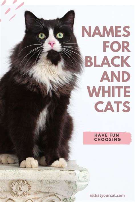 What S A Black And White Cat At Edith Kenner Blog