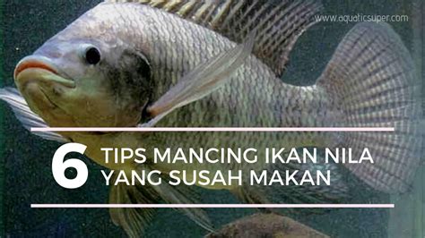 6 Tips Mancing Ikan Nila Yang Susah Makan Paling Ampuh | AtmaGo