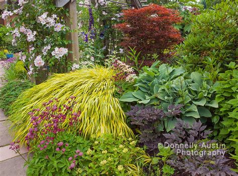 Vashon Island Wa Perennial Garden Featuring Golden Japanese Forest Grass Hakonechloa Macra