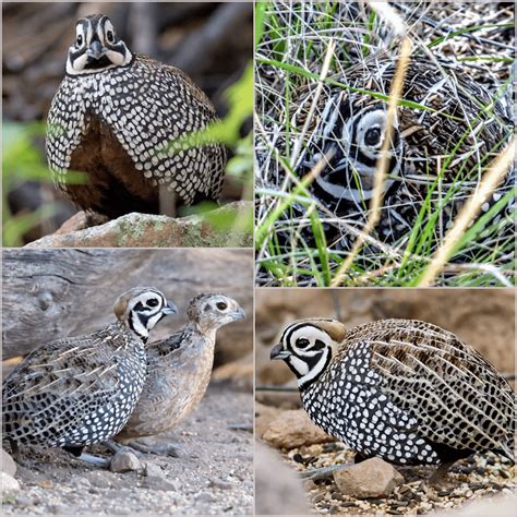 The Montezuma Quail Lives With Its Partner Year Round — Joined By Their