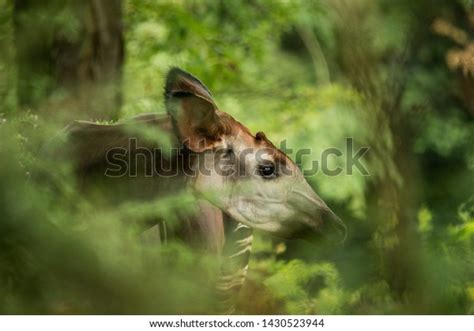 Okapi And Giraffe Together