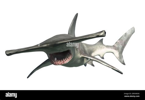 Hammerhead Shark Mouth High Resolution Stock Photography and Images - Alamy