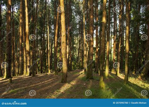 Pine Tree Forest during Sunrise in Ooty Stock Photo - Image of ...