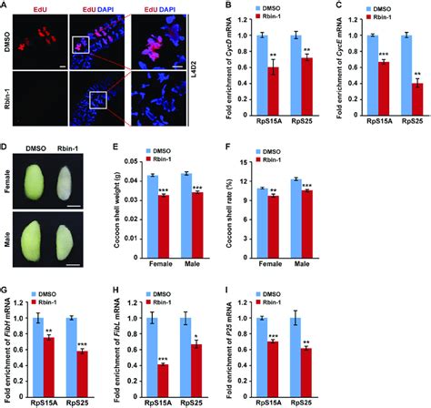 The Treatment With The Ribosome Biogenesis Pathway Inhibitor Rbin