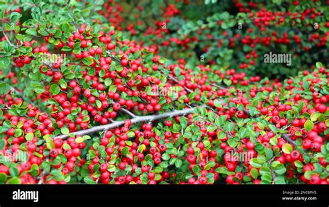 An Ornamental Beautiful Shrub Decorates The Garden Cotoneaster With