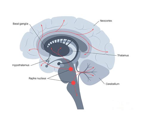 Serotonin Pathway In The Brain