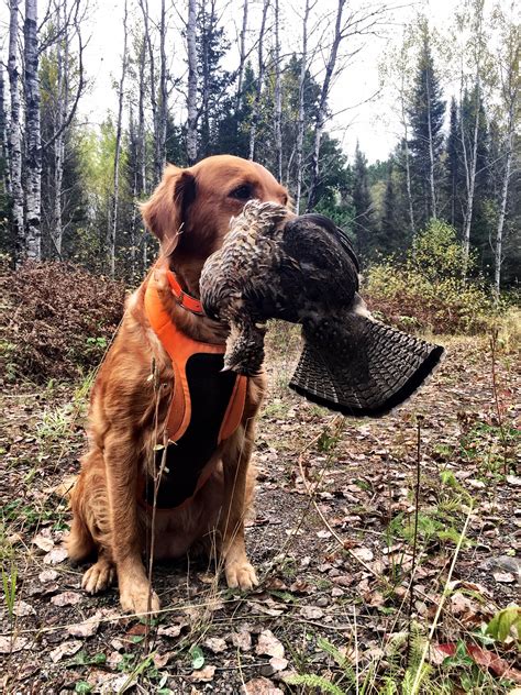 Grouse Opener Upland Game Hunting Pheasants Quail Grouse