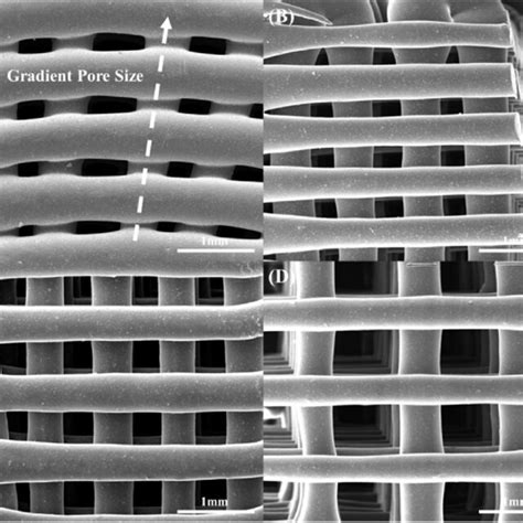 Sem Images Of A Bone Bricks Pcl Bioglass B M Pore Size