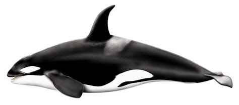 Orcinus Orca Png By Lg Design On Deviantart