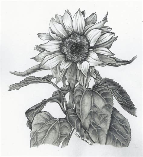 Sunflower Pencil Sketch At Explore Collection Of Sunflower Pencil Sketch