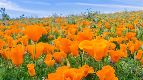 Where to Catch the Wildflower Super Bloom 2017 in Southern California