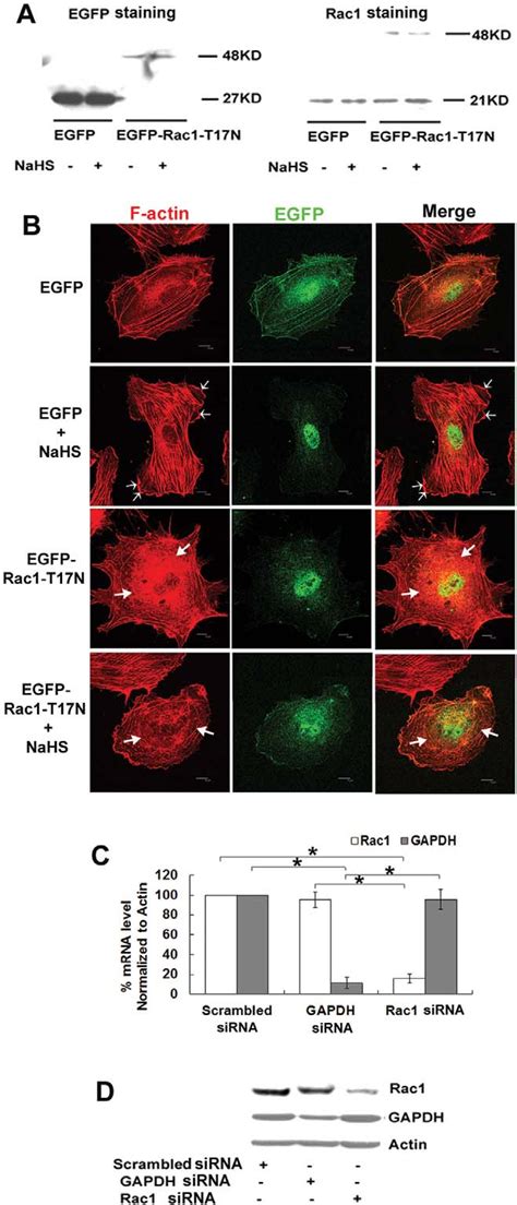 Figure From Pi K P Isoform Dependent Rho Gtpase Rac Activation