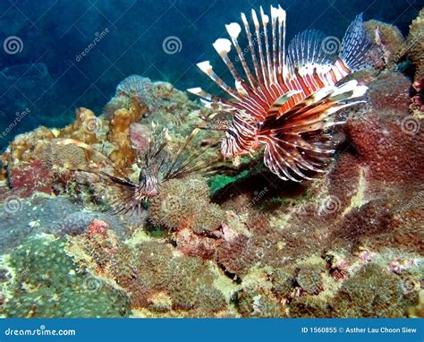 Lionfish Habitat Stock Image Image Of Reefs Coastal 1560855