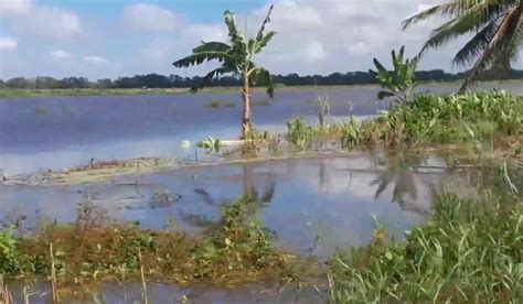 Banjir Merauke Rendam Ratusan Hektare Sawah Dan Pemukiman Warga Petani