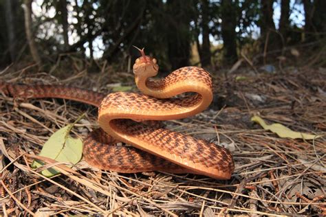 Brown Tree Snake - South East Snake Catcher - Gold Coast