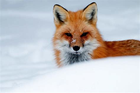 Breathtaking Cute Wild Red Fox Snow Ultra HD Photograph by Astonishing ...