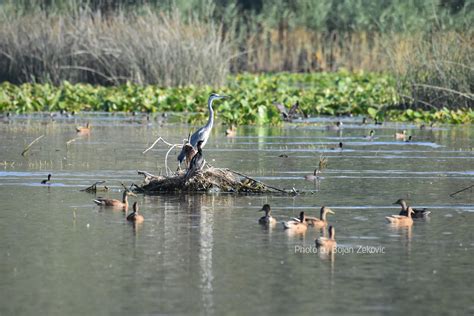 Skadar Lake ⋆ Monticola