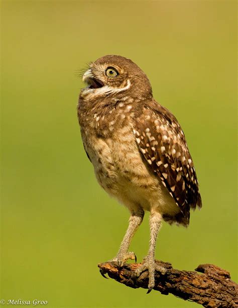 Burrowing Owl Chick 2 Cape Coral Florida Burrowing Owls Melissa Groo