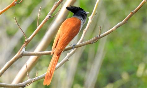 Indian Paradise Flycatcher Female Project Noah