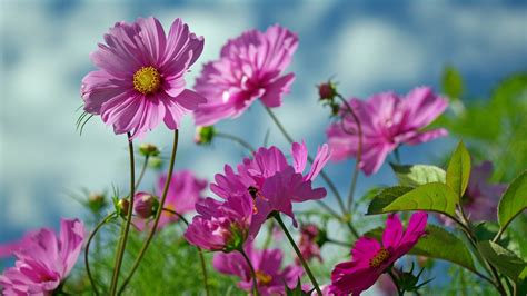 Pink Flowers Plants Nature Outdoors Pink Flowers Cosmos Flower