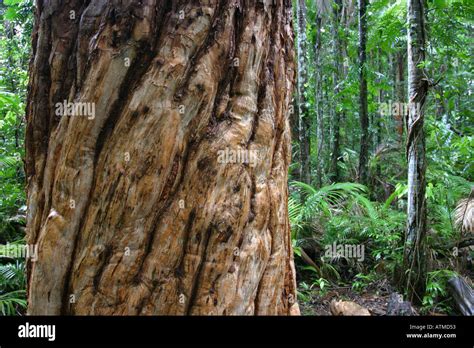 Native Australian Wet Tropics Plants Can Be Seen On This Boardwalk In Central Cairns North