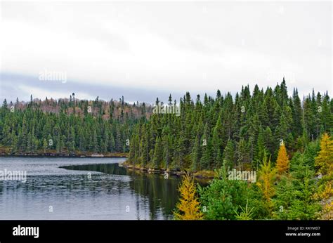 Northern Ontario Forest In Autumn Time Stock Photo Alamy