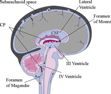 Choroid Plexus Liberal Dictionary