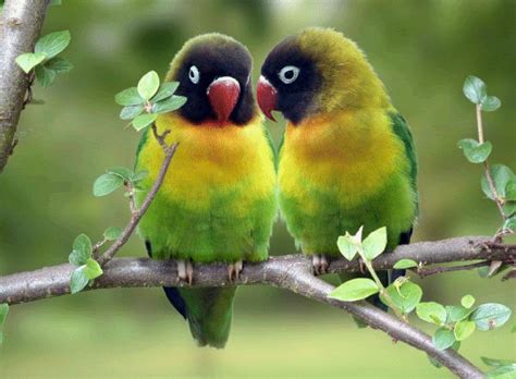 two love birds kissing | Katy Perry Buzz