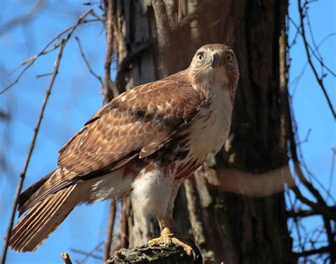 Native American Totem Red Tailed Hawk Native American Totems