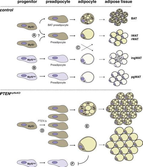 Pten Loss In The Myf5 Lineage Redistributes Body Fat And Reveals