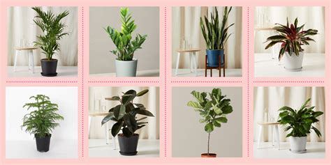 20 Best Tall Indoor Plants Large Houseplants For Easy Care