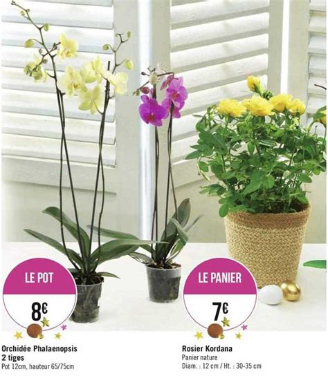 Promo Orchidée Phalaenopsis Rosier Kordana chez Géant