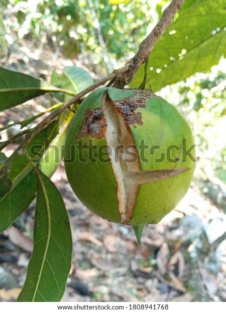 Pouteria Caimito Abiu Tropical Fruit Tree Stock Photo