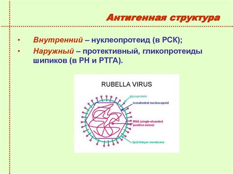 Вирусы – возбудители клещевого энцефалита, бешенства и краснухи ...