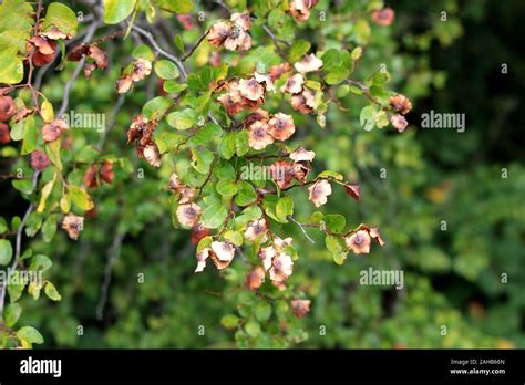 Pflanzen wachsen dicht Fotos und Bildmaterial in hoher Auflösung Alamy