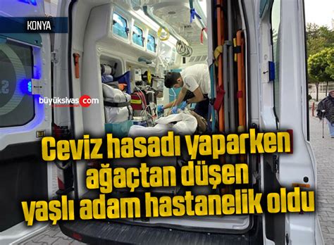 Ceviz hasadı yaparken ağaçtan düşen yaşlı adam hastanelik oldu Büyük