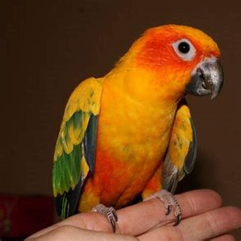 Are Conures Good Starter Pets Diy Seattle