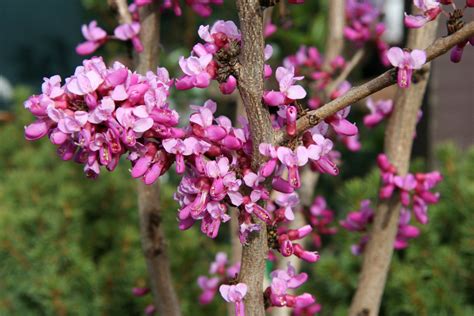 Cercis Chinensis Andavondaleand Chinese Redbud Andavondaleand Shrubsrhs