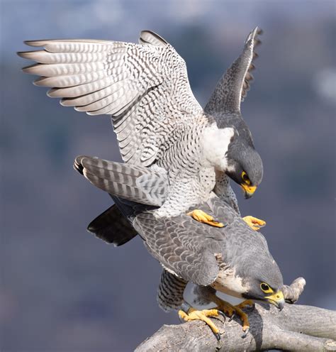 Peregrine Falcon Audubon Field Guide