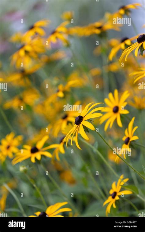 Black Eyed Susans Stock Photo Alamy