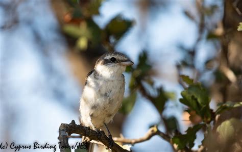 Lesser Grey Shrike Cyprus Birding Tours