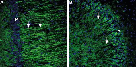 Immunohistochemistry Ihc Protocols For Frozen Sections Direct