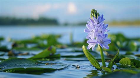 Common Water Hyacinth Flower On Lake Background Flower Yellow Nature