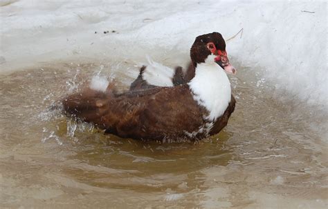 Bathing Duck Mo Barger Flickr