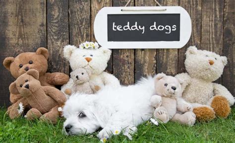 12 Teddy Bear Dog Breeds: Canines That Look Like Stuffed Animals!