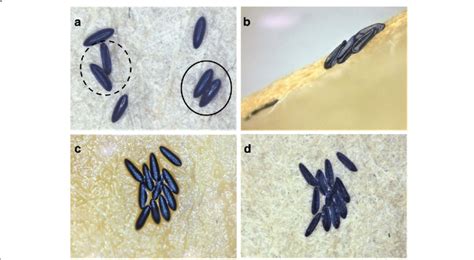 Aedes Mosquito Larvae