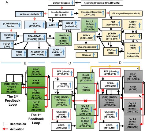 Shifting The Feeding Of Mice To The Rest Phase Creates Metabolic