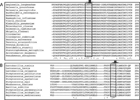 Multiple Sequence Alignments Of NagZ Enzyme Active Site Residues